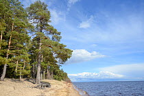 Scots Pine tree (Pinus sylvestris) forest on northern shore of Lake Peipsi, near Alajoe, Ida-Viru County, Estonia. April 2018.