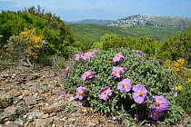 Pink rock rose (Cistus incanus) in garrigue / maquis scrubland, Supramonte mountain range, near Urzulei, Sardinia, Italy. June 2018.