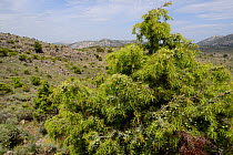 Prickly juniper (Juniperus oxycedrus) bush, berries ripening. In garrigue / maquis scrubland, Supramonte mountain range, near Urzulei, Sardinia, Italy. June 2018.