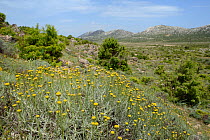 Sardinian cotton lavender (Santolina insularis) flowering in garrigue / maquis scrubland, Supramonte mountain range, near Urzulei, Sardinia, Italy. June 2018.