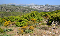 Limestone plateau with garrigue scrubland vegetation, Supramonte mountain range, near Urzulei, Sardinia, Italy, June 2018.