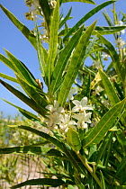 Shrubby milkweed (Gomphocarpus fruticosus), invasive species native to South Africa. Beside Rio Codula di Luna stream, Gennargentu National Park, Dorgali, Sardinia. June.