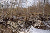 Eurasian beaver (Castor fiber) dam made from cut branches, surrounded by wet woodland. Near Lisaku, Ida-Viru County, Estonia. April.