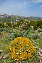 Spiny broom (Calicotome villosa) with endemic Mouse ear chickweed (Cerastium supramontanum) amongst it. Branched asphodel (Asphodelus ramosus) in background with mountains beyond. Supramonte range, ne...