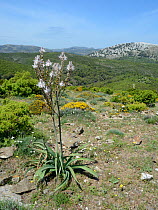 Branched asphodel (Asphodelus ramosus). Supramonte mountain range, near Urzulei, Sardinia, Italy. June.