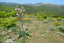 Branched asphodel (Asphodelus ramosus). Supramonte mountain range, near Urzulei, Sardinia, Italy. June.