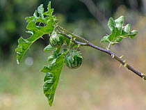 Apple of Sodom / Devil&#39;s apple / Devil&#39;s tomato (Solanum linnaeanum / sodomaeum) an invasive South African species with toxic fruits developing, coastal scrubland, Sardinia, Italy, Jun...