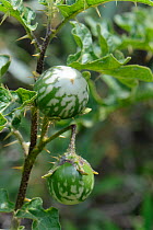 Devil&#39;s apple (Solanum linnaeanum) with toxic fruit. Invasive species, native to South Africa. Sardinia, Italy. June.
