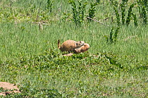 Black-tailed prairie dog (Cynomys ludovicianus) carrying her young in her mouth, Cherry Creek State Park, Denver, Colorado. USA, May.