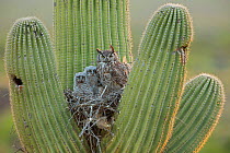 Great horned owl (Bubo virginianus) adult and two chicks on nest in Saguaro (Carnegiea gigantea) cactus. Sonoran desert, Arizona, USA.