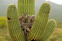 Great horned owl (Bubo virginianus) adult and two chicks on nest in Saguaro (Carnegiea gigantea) cactus. Sonoran desert, Arizona, USA.