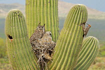 Great horned owl (Bubo virginianus) and chicks on nest. Gilded flicker (Colaptes chrysoides) excavating nest. On Saguaro (Carnegiea gigantea) cactus, Sonoran desert, Arizona, USA.