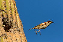 House sparrow (Passer domesticus) male flying from nest in Saguaro (Carnegiea gigantea) cactus. Non-native bird species that competes with native species for nesting cavities in cacti. Sonoran desert,...
