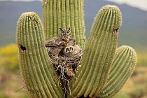 Great horned owl (Bubo virginianus) with two chicks on nest in Saguaro (Carnegiea gigantea) cactus, Sonoran desert, Arizona, USA.
