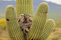 Great horned owl (Bubo virginianus) preening two chicks in nest in Saguaro (Carnegiea gigantea) cactus, Sonoran desert, Arizona, USA.