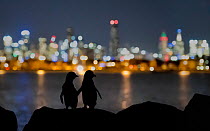 Little blue penguin (Eudyptula minor), two standing on rocks at night, silhouetted against Melbourne city lights. St Kilda breakwater, Victoria, Australia. December 2016.