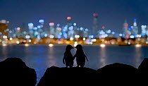 Little blue penguin (Eudyptula minor), two standing on rocks at night, silhouetted against Melbourne city lights. St Kilda breakwater, Victoria, Australia. December 2016. COP26 Countdown Photo Competi...