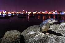 Little blue penguin (Eudyptula minor) standing on boulders of St Kilda breakwater, Melbourne city lights in background. St Kilda, Victoria, Australia. December 2016.