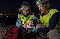Researchers from Earthcare St Kilda checking Little penguin (Eudyptula minor) chick for ticks and flees. St Kilda breakwater, Melbourne, Victoria, Australia. December, 2016. Model released.