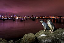 Little blue penguins (Eudyptula minor), two standing on rocks of St Kilda breakwater. Melbourne city lights in the background. Victoria, Australia. December 2016.