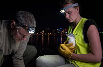 Earthcare St Kilda penguin research volunteers with Little penguin (Eudyptula minor) checking for microchip and determining sex and weight. St Kilda breakwater, Melbourne, Victoria, Australia. Novembe...