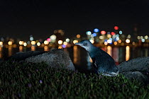 Little blue penguin (Eudyptula minor) on St Kilda breakwater, lights of Melbourne in background. Victoria, Australia. November 2016.