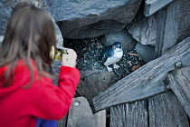 Girl photographing Little penguin (Eudyptula minor), with mobile phone. St Kilda pier, Melbourne, Victoria, Australia. September 2016.