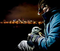 Earthcare St Kilda penguin research volunteer holding Little penguin (Eudyptula minor) after retrieving it from burrow to check for microchip and determine sex and weight. St Kilda breakwater, Melbour...
