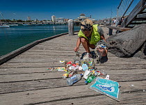 Earthcare St Kilda volunteer on jetty with items from litter pick around Little penguin (Eudyptula minor) breeding colony. Litter includes fishing bait bags, plastic bags, fishing lines, coffee cups a...