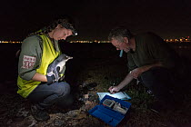 Earthcare St Kilda penguin research volunteers with Little penguin (Eudyptula minor) checking for microchip and determining sex and weight. St Kilda breakwater, Melbourne, Victoria, Australia. January...