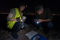 Earthcare St Kilda penguin research volunteers with Little penguin (Eudyptula minor) checking for microchip and determining sex and weight. St Kilda breakwater, Melbourne, Victoria, Australia. January...