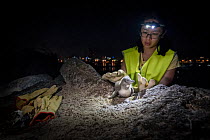 Volunteer penguin researcher from Earthcare St Kilda, placing Little penguin (Eudyptula minor) juvenile on rocks from burrow before weighing and checking for microchip. St Kilda breakwater, Melbourne,...