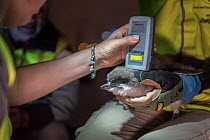 Researchers from Earthcare St Kilda scanning a moulting Little penguin (Eudyptula minor) for microchip. Population monitoring has been taking place since the 1970s. St Kilda breakwater, Melbourne, Vic...
