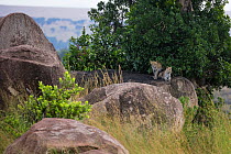 Portrait of two Leopard cubs (Panthera pardus) in habitat, resting on a rock Serengeti National Park, Tanzania