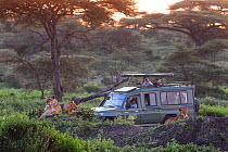 Safari truck with tourists watchiung a pride of Lions (Panthera leo) as the sun rises. Ndutu area, Serengeti National Park, Tanzania