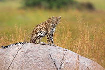 Leopard (Panthera pardus) female on a rock Serengeti National Park, Tanzania