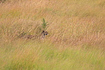 Leopard (Panthera pardus), stalking in the grass, Serengeti National Park, Tanzania