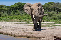 African elephant (Loxodonta africana) male surveys the scene before drinking water. Ndutu area, Serengeti National Park, Tanzania