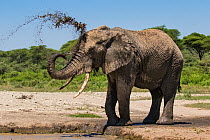 African elephant (Loxodonta africana) bull spraying mud over himself. Ndutu area, Serengeti National Park, Tanzania.