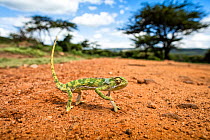 Flap necked chameleon (Chamaeleo dilepis) crossing the road, Serengeti National Park, Tanzania