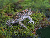 Green toad (Bufotes viridis) adult, Kresna Area, Bulgaria