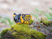 Yellow-bellied Toad (Bombina variegata) adult showing warning display, Kresna area, Bulgaria
