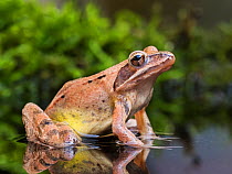 Agile Frog (Rana dalmatina) adult, Rupite Area, Bulgaria