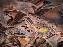 Agile Frog (Rana dalmatina) Rupite Area, Bulgaria