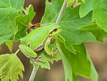 Common Tree Frog (Hyla arborea) adult in tree, Kresna Area, Bulgaria