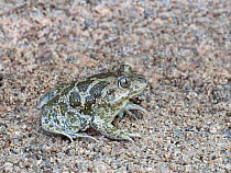 Eastern spadefoot toad (Pelobates syriacus) adult digging itself underground in sandy soil, backwards. Kresna Area, Bulgaria