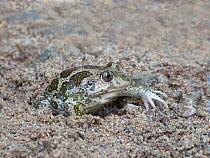 Eastern spadefoot toad (Pelobates syriacus) adult digging itself underground in sandy soil, backwards. Kresna Area, Bulgaria