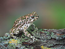 Green toad (Bufotes viridis) adult, Kresna Area, Bulgaria.