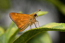 Mardon skipper butterfly (Polites mardon) on sage leaf. Oregon, USA. August.