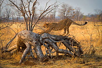 Cheetah (Acinonyx jubatus) stretches on a downed tree. Zimbabwe. September.